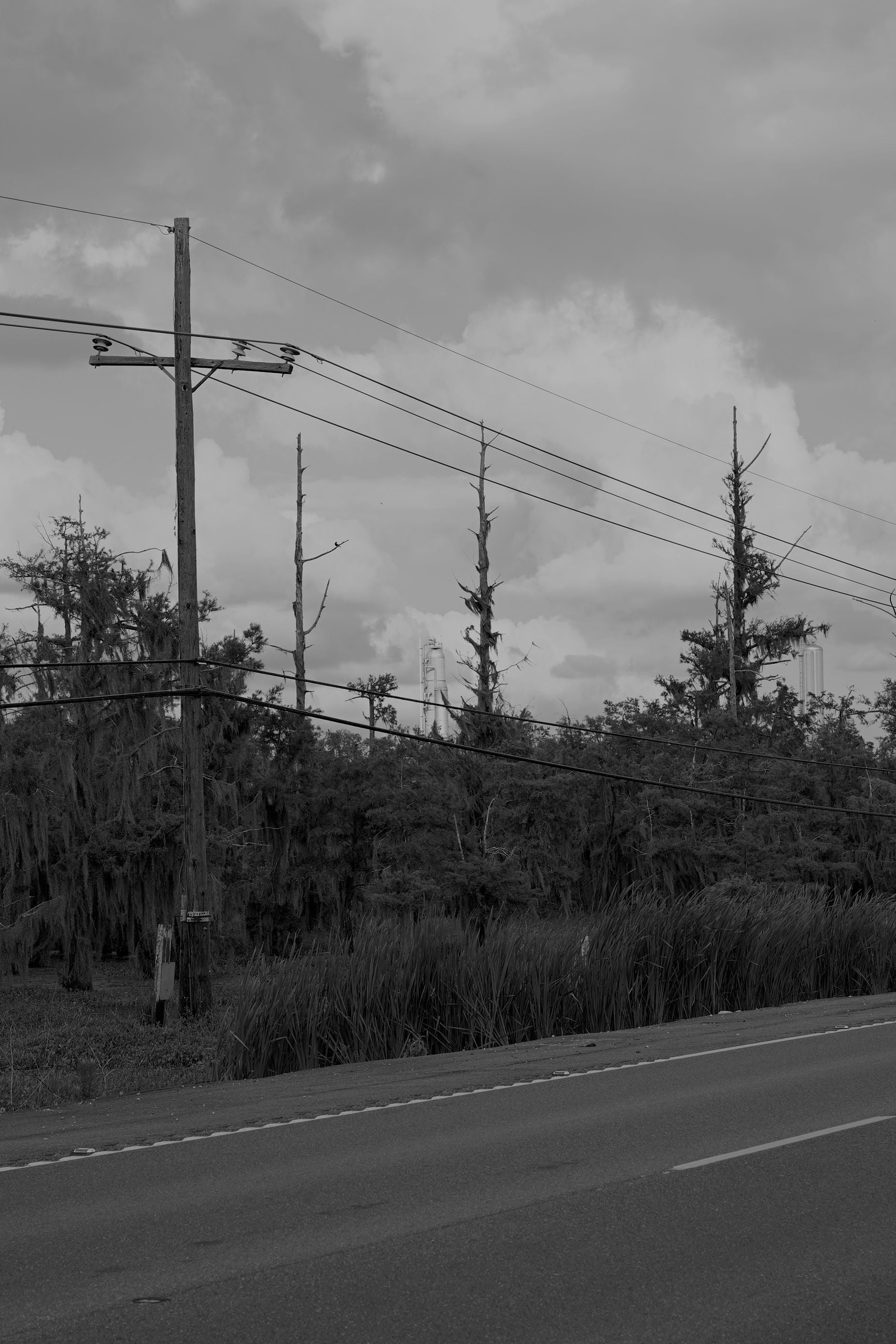 Photograph of a refinery peaking through a wall of trees